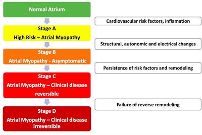 A New Vision at the Interface of Atrial Fibrillation and Stroke